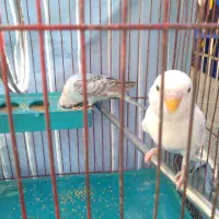 مرغ‌عشق|پرنده|شیراز, شهرک مدرس|دیوار