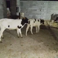 دوگوسال نرو ماده