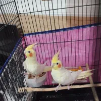 عروس هلندی دو عدد نر تمیز و مست