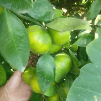 نارنگی ژاپنی