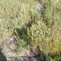 زمین مسکونی