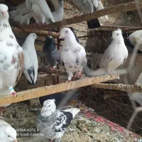 کبوتران غریب کشی بابل|پرنده|جویبار, |دیوار