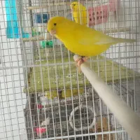 قناری یلو و سبز.|پرنده|بندرعباس, |دیوار