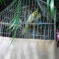 پرنده زینتی