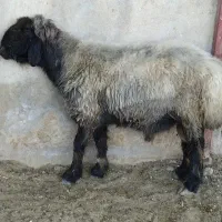 قوچ قیمت مناسب