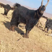 نربز شیرازی|حیوانات مزرعه|دوتپه, |دیوار