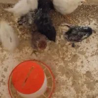 فروش جوجه 45روزه سرحال