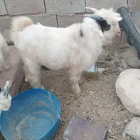 دو عدد بیگ نر چاق ۱۲میلیون اندیکا