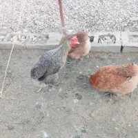 فروش ۱۰ عدد مرغ محلی به قیمت ۶۵۰۰۰۰|حیوانات مزرعه|سرفاریاب, |دیوار