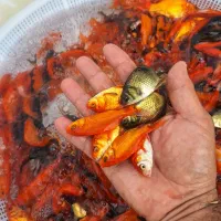 ماهی قرمز حدود ۳ بند|ماهی|سنگر, |دیوار