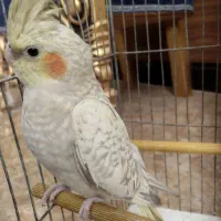 عروس هلندی زیبا
