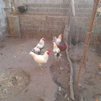 بوقلمون و مرغ و خروس و جوجه گلپایگان|حیوانات مزرعه|فرح آباد, |دیوار