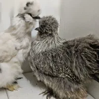 پرندگان وحیوانات مزرعه|حیوانات مزرعه|مشهد, فتح المبین|دیوار