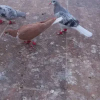 ۶ تا جوجه رنگی|پرنده|کاشمر, |دیوار