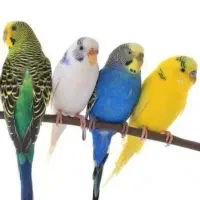 ۴ جفت مرغ عشق بالغ