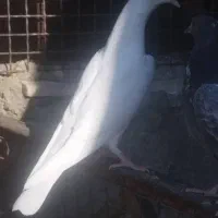 پاکستانی کبوتر دو رقمی هوش قوی با گارانتی|پرنده|فشم, |دیوار