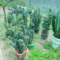 گل های بسیار جذاب صخره ای به طور کلی فروخته میشود|گل و گیاه طبیعی|خمام, |دیوار