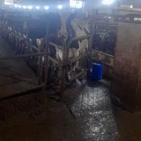 کاردردامداری کرج ماهدشت