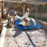 چهار عدد طوقی نر