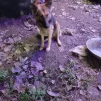 واگذاری|سگ|آستانه اشرفیه, |دیوار