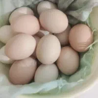 تخم مرغ محلی تازه