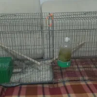 قفس پرون