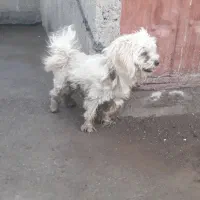 سگ سفید پاکوتاه|سگ|گرگان, |دیوار