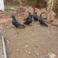 ۷عدد زاغ بازیکن برای فروش ادرس فهرج|پرنده|فهرج, |دیوار