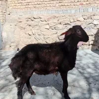 بره قوچ هترو