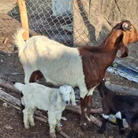 فروش بز نژدی درجه یک|حیوانات مزرعه|شوشتر, |دیوار