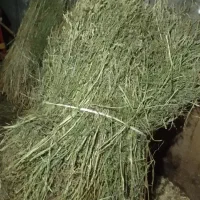 علف یونجه بسته بندی شده