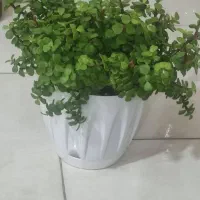 گل خرفه