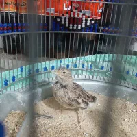 انواع پرنده سهره قناری طوطی گلدین فنج|پرنده|سمنان, |دیوار