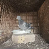 کبوتر|پرنده|اردکان, |دیوار
