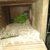 جفت سنگال اماده