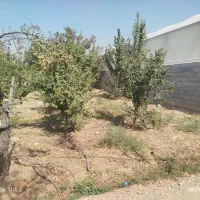 زمین برای گلخانه ،گاوداری ،گله دانی ،کارگاه