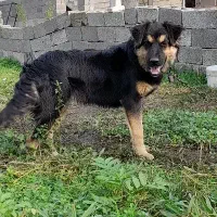 ژرمن اصیل چهار ماه موبلند|سگ|رشت, یخسازی|دیوار