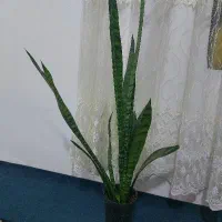 گل سانسوریا