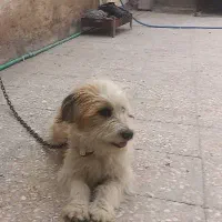 سگ نازوبازیگوش|سگ|زاهدان, |دیوار