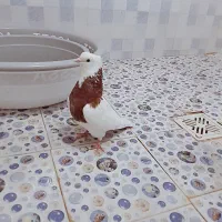نر طوقی|پرنده|خرمشهر, |دیوار