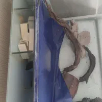 اکواریوم اب شور و آب شیرین|ماهی|قشم, |دیوار