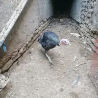 بوقلمون ماده برنز محلی|حیوانات مزرعه|زابل, |دیوار