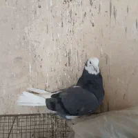 کبوترشازده سبز