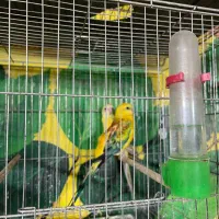 طوطی آوازه خوان|پرنده|قم, انسجام|دیوار