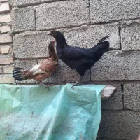 جوجه مرغ محلی