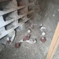 کبوتر طوقی