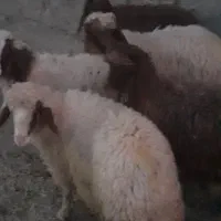 بره فرو ش