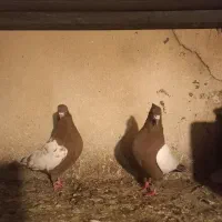 سینه سرخ جفت|پرنده|عجب شیر, |دیوار