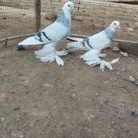 سوتابی و گوو قجله