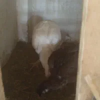 فروش مرغ وخروس|حیوانات مزرعه|محمدبار, |دیوار